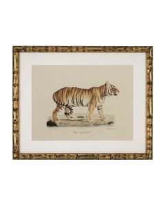 Lion, Tigre, Jaguar Prints - Set of 6
