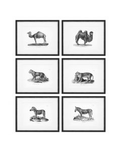 Historical Animal Prints - Set of 6 